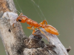 Pseudomyrmex seminole