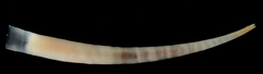Graptacme eborea