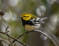 Setophaga virens