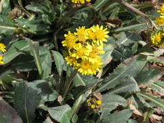 Packera toluccana