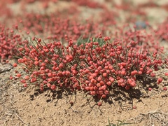 Ephedra sinica