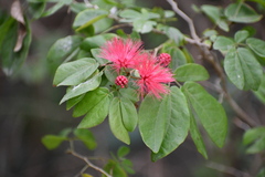 Calliandra tergemina emarginata