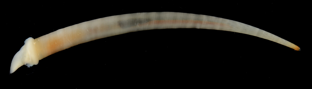 Dentaliida