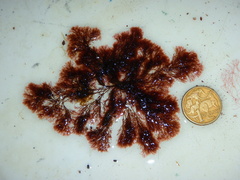 Vertebrata fucoides