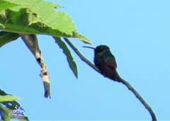 Amazilia tzacatl
