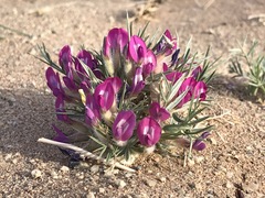 Oxytropis aciphylla