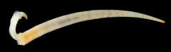 Graptacme eborea