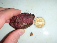 Lithothamnion lemoineae