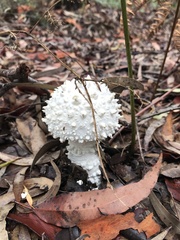 Amanita pyramidifera