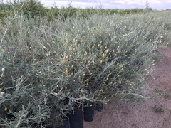 Brachanthemum mongolicum