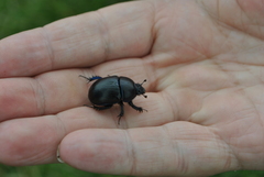 Geotrupes stercorarius