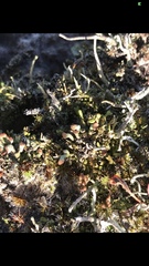 Cladonia cariosa