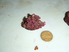 Lithothamnion lemoineae