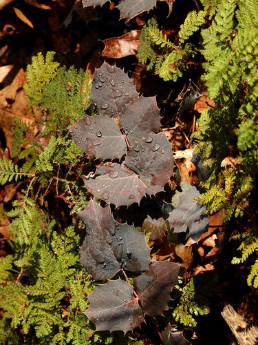 Image of Berberis dictyota by (c) Mary K. Hanson, some rights reserved (CC BY)