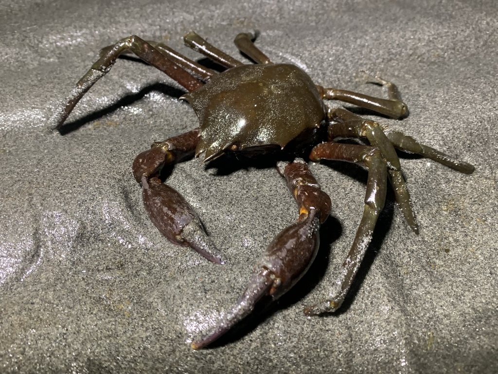 Northern Kelp Crab