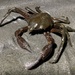 Northern Kelp Crab - Photo (c) Kristi Monahan, some rights reserved (CC BY-NC), uploaded by Kristi Monahan