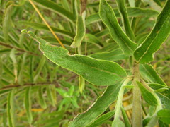 Disynaphia multicrenulata