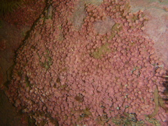 Lithothamnion glaciale