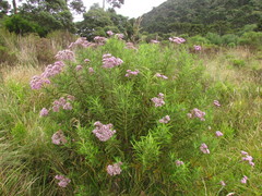 Disynaphia multicrenulata