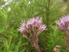 Disynaphia multicrenulata