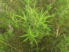 Disynaphia multicrenulata