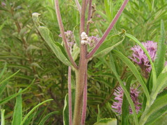 Disynaphia multicrenulata