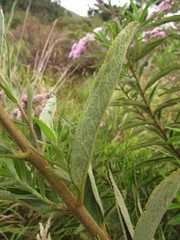 Disynaphia multicrenulata