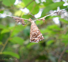 Micrepeira hoeferi