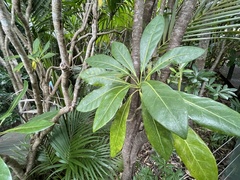 Meryta angustifolia