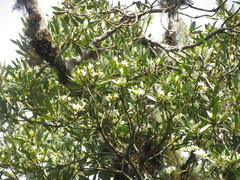 Drimys angustifolia