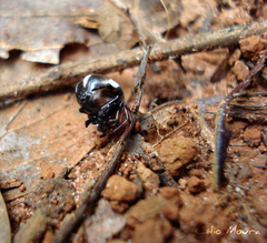Micrepeira hoeferi