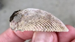 Dallocardia quadragenaria