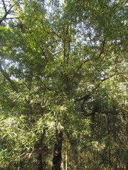 Drimys angustifolia