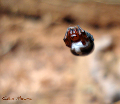 Micrepeira hoeferi