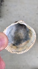 Dallocardia quadragenaria