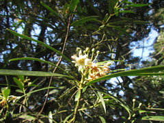 Drimys angustifolia
