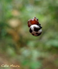 Micrepeira hoeferi
