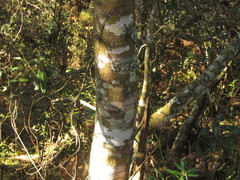 Drimys angustifolia