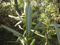 Drimys angustifolia