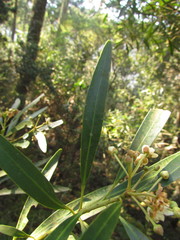 Drimys angustifolia