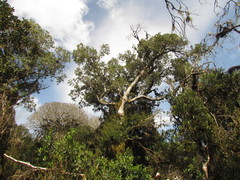 Drimys angustifolia
