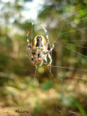 Araneus venatrix