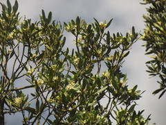 Drimys angustifolia