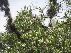 Drimys angustifolia