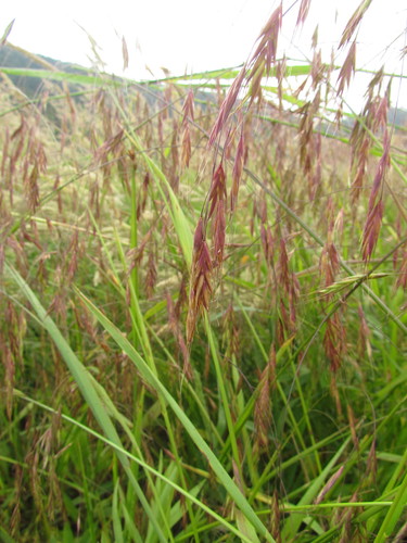 Festuca ulochaeta