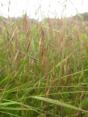 Festuca ulochaeta