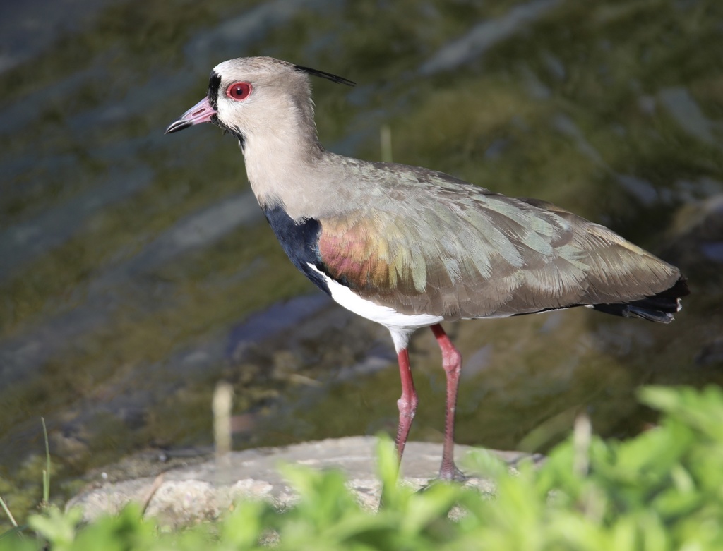 Southern Lapwing