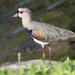 Cayenne Southern Lapwing - Photo (c) Aitor, some rights reserved (CC BY), uploaded by Aitor