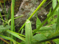 Festuca ulochaeta