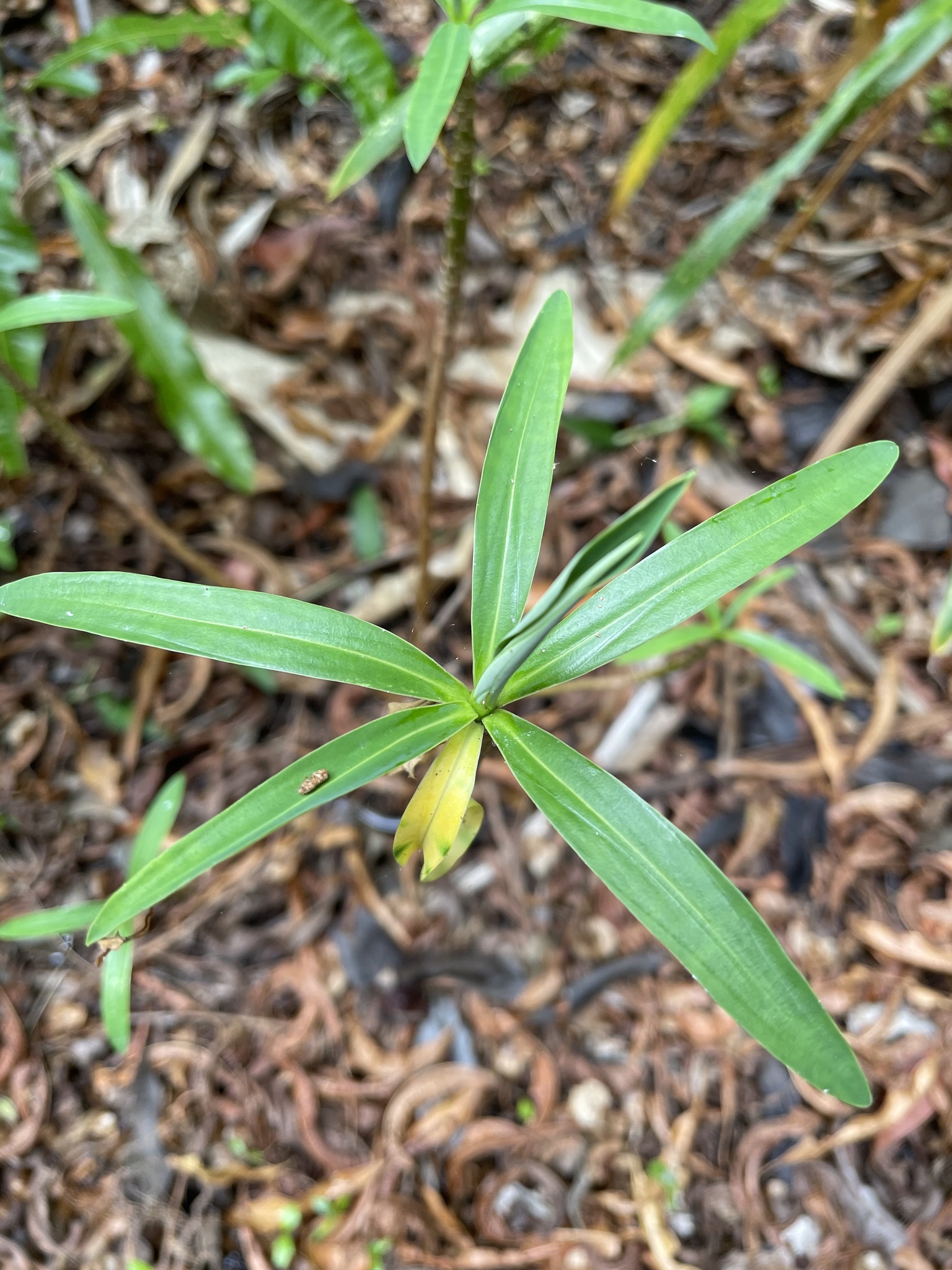 Euphorbia norfolkiana